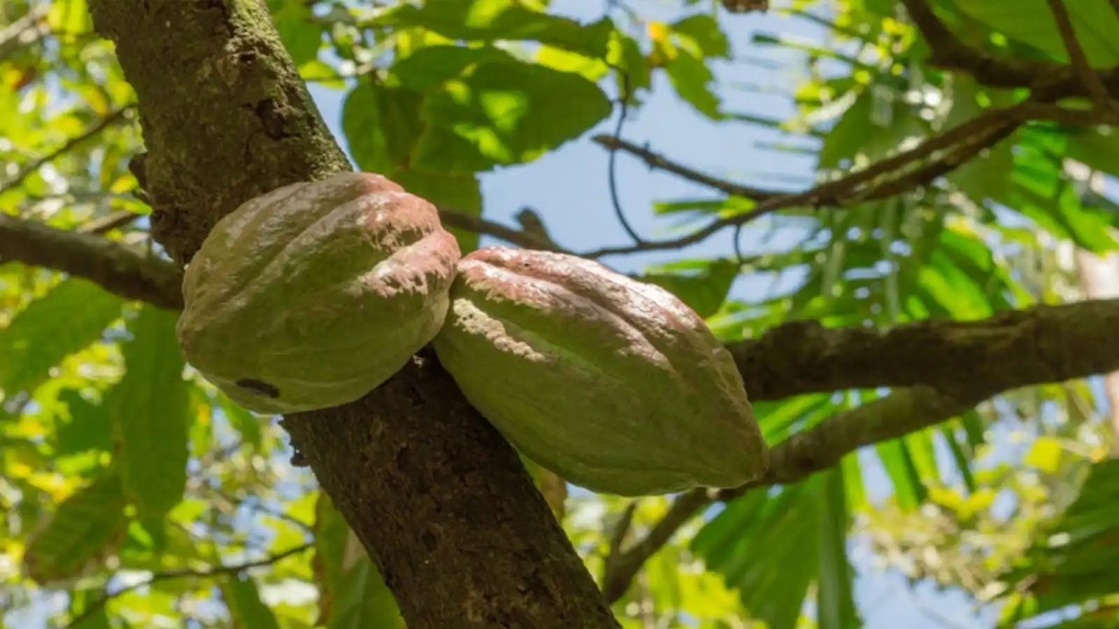 Saint Lucia'da yaşamak nasıl bir histir?